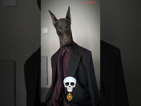 you are not afraid of animals #shorts #ytshorts #animals #animalshorts #shark #explore