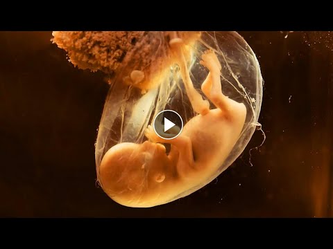 胎兒胚胎成長The stages of Human Development - YouTube(3分5秒)