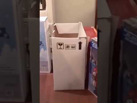 Cat fell down funny 😂 #short