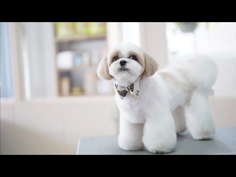 【シーズー】はに丸の体調不良についてお話しします