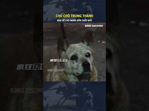 Chú chó trung thành, bảo vệ chủ nhân đến cuối đời#shorts