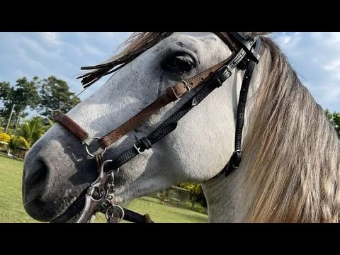 La vida emocionante de los caballos