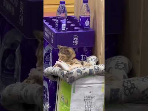 Habitat of cats #cat #catlover #funny #funnyvideos #foryou #fypage #fypツ #funnycat #cats