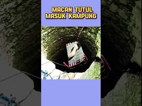 Macan Tutul Masuk Kampung