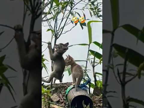 Cute cat🤣😆#cute #cats #funnycats #catshorts #viralshorts