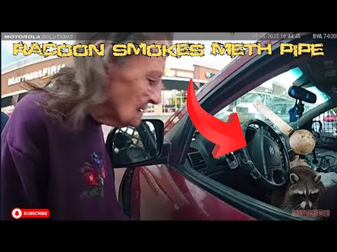 Raccoon found with meth pipe in Ohio during traffic stop #police #bodycam #reaction