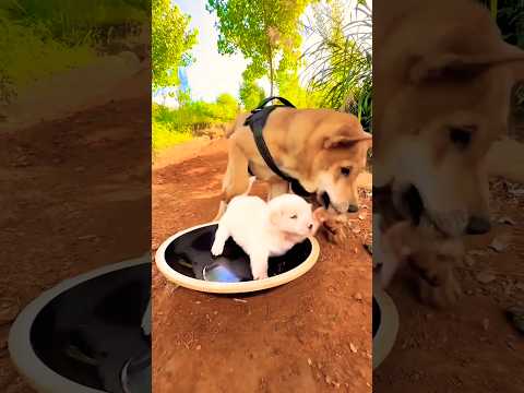 ISSO É MALDADE? Veja o que fizeram com o filhotinho! 😢🐶”@CountryPuppyDog #shorts
