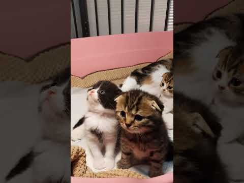 so cute little kitten😻😻#short