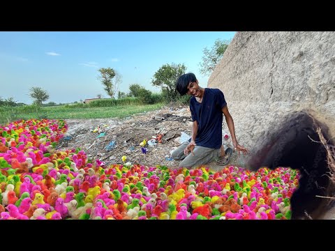Hole may Colourfull chicks kasay aa gay ? 🤔
