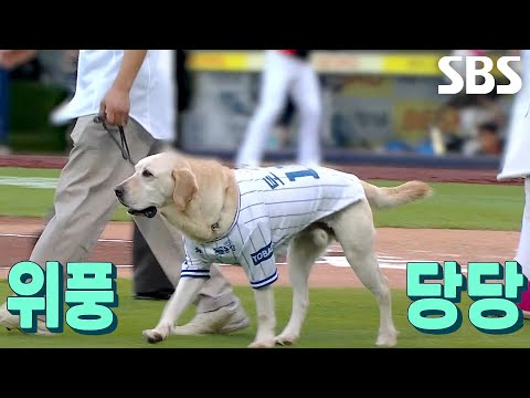 ‘시구견’ 토백이, 아빠와 함께 마운드에서 야무지게 시구 성공♨