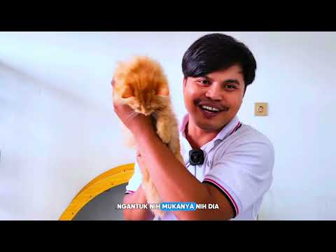 Review 16 ekor anak kucing yang ready adop di nuansa kucing, mulai dari persia sampai british fold