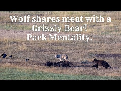 Wolf and Grizzly Bear Interaction. Pack Mentality in Yellowstone NP 2023.