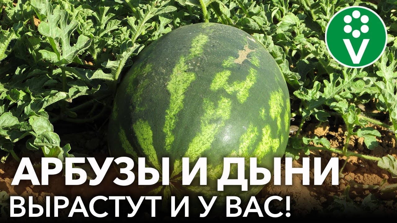 Секреты выращивания арбузов и дынь в холодном климате! Как вырастить здоровую и коренастую рассаду