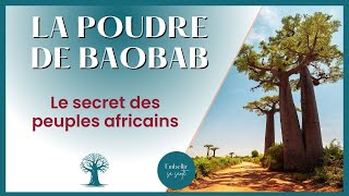 La Poudre de Baobab, l’arbre de vie comme superaliment !