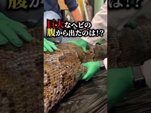 【衝撃】巨大なヘビの腹から出たのは！？ #おもしろ #海外の反応