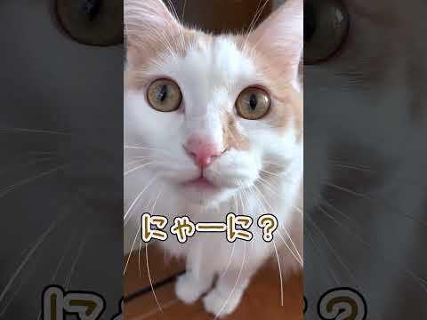 言葉がわかる猫 #cat #おもしろ猫 #猫のいる暮らし #保護猫
