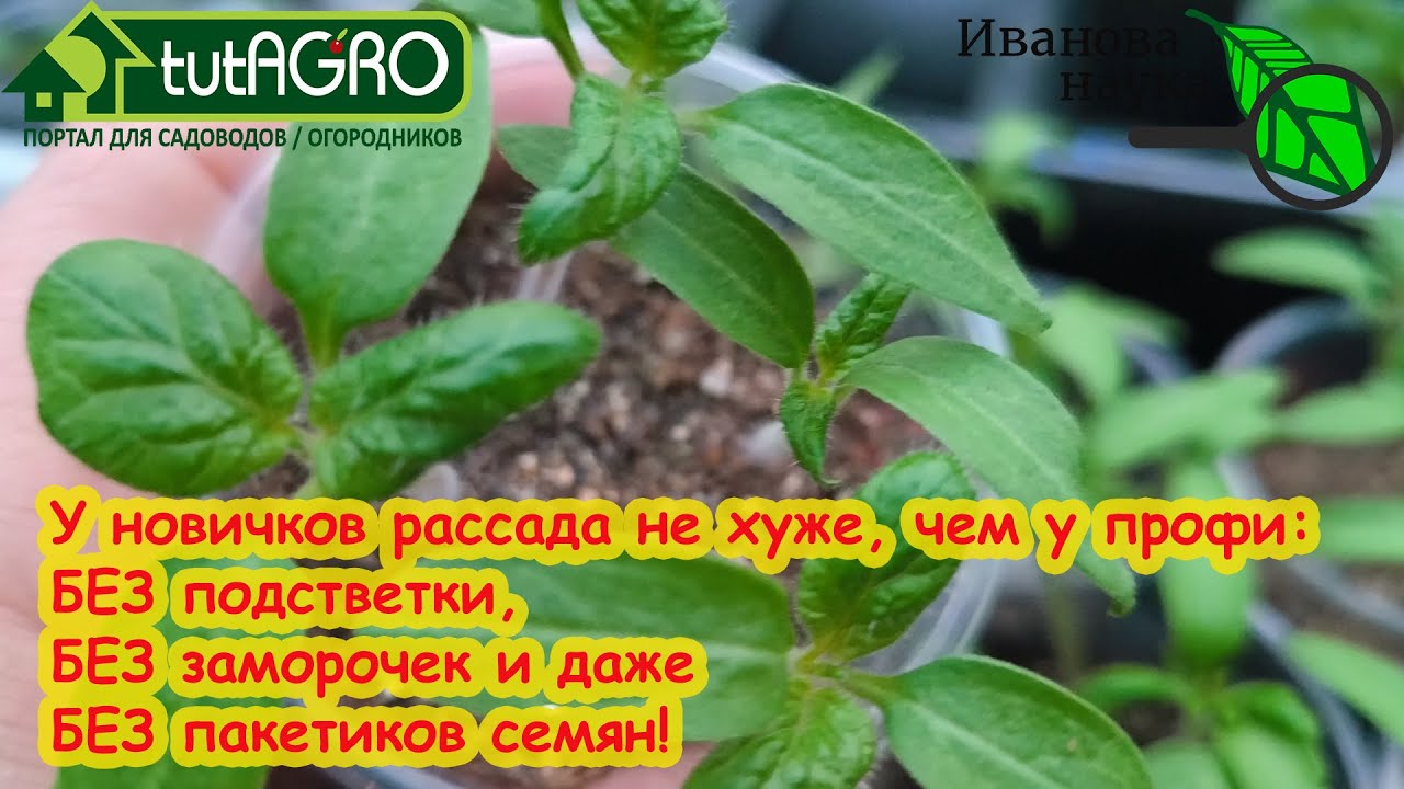 Даже у новичков рассада - загляденье! Выращивайте рассаду этим способом и собирайте богатый урожай!