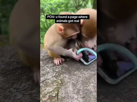 Jungle drama 🤣 #romance #monkey #funny #funnyanimals #viral