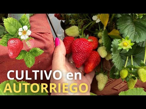 🍓Mira que Hermosas están las FRUTILLAS o FRESAS en💧𝗦𝗶𝘀𝘁𝗲𝗺𝗮 𝗱𝗲 𝗔𝘂𝘁𝗼𝗿𝗿𝗶𝗲𝗴𝗼 CASERO!!!!!