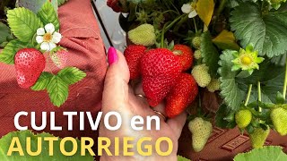 🍓Mira que Hermosas están las FRUTILLAS o FRESAS en💧𝗦𝗶𝘀𝘁𝗲𝗺𝗮 𝗱𝗲 𝗔𝘂𝘁𝗼𝗿𝗿𝗶𝗲𝗴𝗼 CASERO!!!!!
