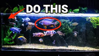 Follow These 6 Steps When Adding Fish to an Aggressive Tank