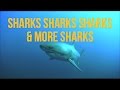 Understanding Sharks and Their Orders