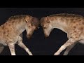 Evolutionary Traits of the Strange Beast
