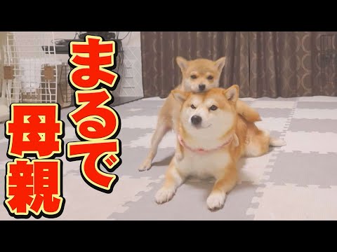 子犬を決して怒らない、慈愛に満ちた姉柴犬に感動しました・・・