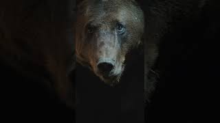 Wild Animals | What happens during a 100-day slumber?| Wild Nature