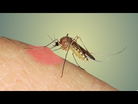 Bütün Sivrisinekleri Öldürürsek Ne Olur?