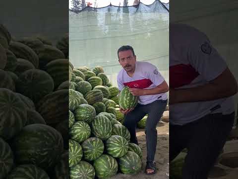 Kahraman leylek #funny #comedy