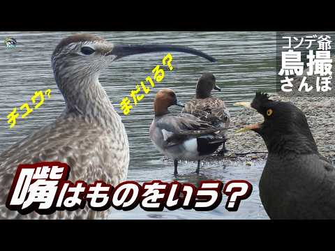 野鳥撮影散歩 チュウシャクシギの嘴はものをいう? まさかのヒドリガモ 兵庫縣・河口付近
