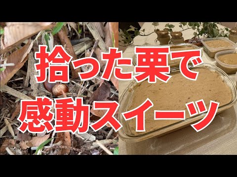 朝の散歩で見つけた栗で贅沢スイーツ！拾った栗で作る絶品栗ペースト