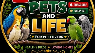 Parrots | Cocatails | Ino pied Cocatails | Pearl Cocatails  | 2026 to 2027 pairing parrots