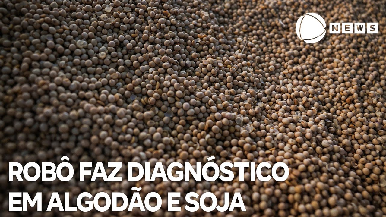 Robô faz diagnóstico precoce de doença em algodão e soja