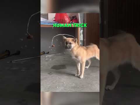 Dog escapes the matrix 😮