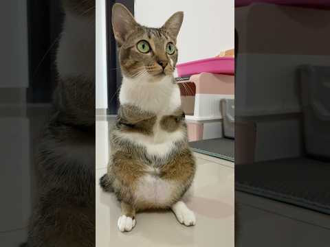 猫の動画サムネイル - look at my eyes