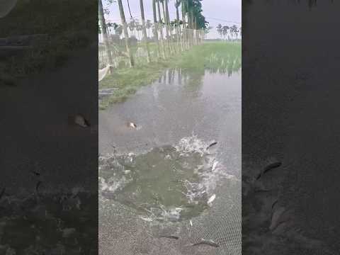 #song #bangla_song #slowedandreverb #viralsong #viral #fishing