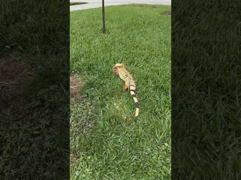 This Iguana Is A Warrior