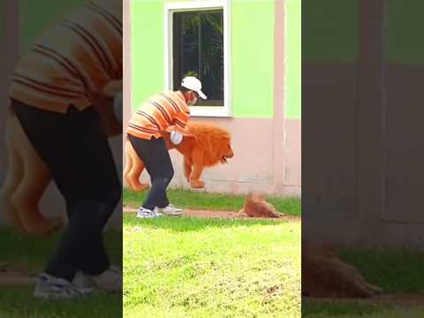 Sleeping dog reaction ๐ฑ waiting for and #funny #dogprank #pranks #tigerdog #animals #dog training