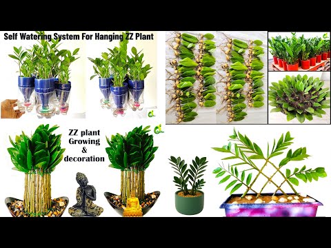 This Natural Method Makes ZZ Plants Grow Like Crazy/zamioculcas zamiifolia/ORGANIC GARDEN