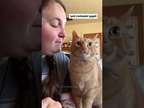 Cat’s love#funny #cat #love #sweet #shorts #short