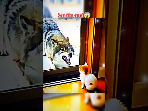 wait for end 😱 #trending#animals#wildlife#lion#shorts#youtube