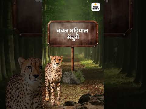 Chita corridor Bharat हमारे चीते नहीं जाएंगे Rajasthan?: कॉरिडोर का MoU टाला