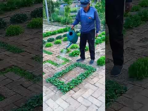 चीन में ईंटों पर साग सब्जियां की खेती #farming #brick #vegetables