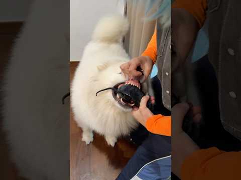 Como assustar um cão 😂