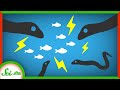 Electric Eels and Their Shocking Behavior