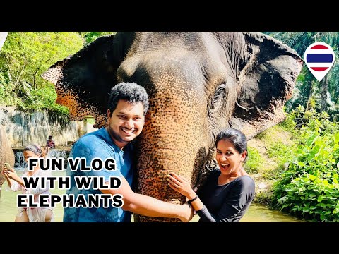 Showering with wild elephants 🐘 Most unique beach with jellyfish 🪼 Exploring Thailand with us #tamil