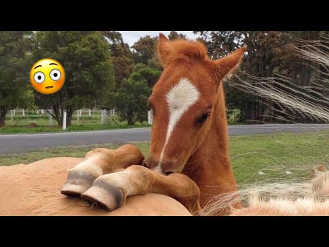 Best funniest horses of the week - Funny And Cute horses Video Compilation 2024 🐴#19