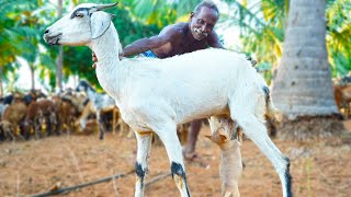 WHOLE MUTTON SMOKED UNDERGROUND | முழு வெள்ளாட்டு கரி|A goat that feeds a dog with its mother's milk